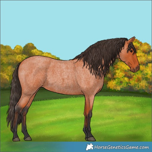 Horse Color:Bay Roan 