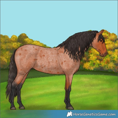 Horse Color:Bay Roan