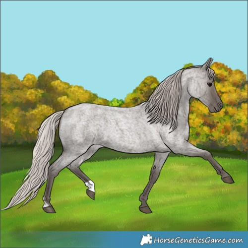Horse Color:Silver Blue Roan