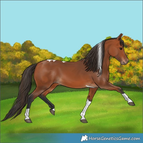 Horse Color:Bay Tobiano