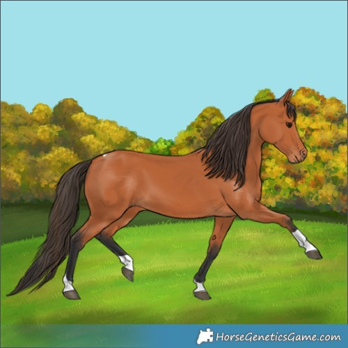 Horse Color:Bay Tobiano