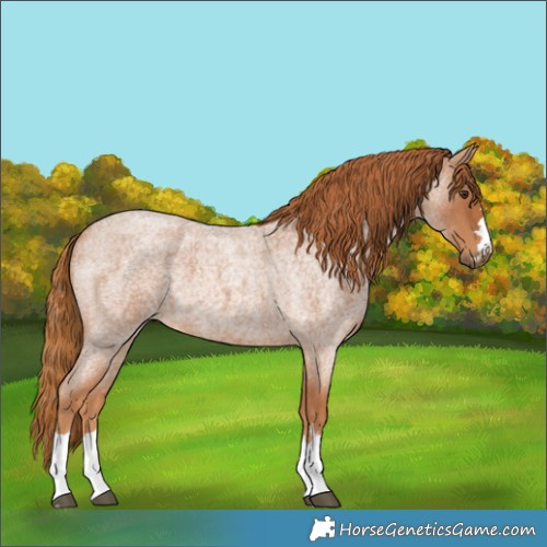 Horse Color:Red Roan 