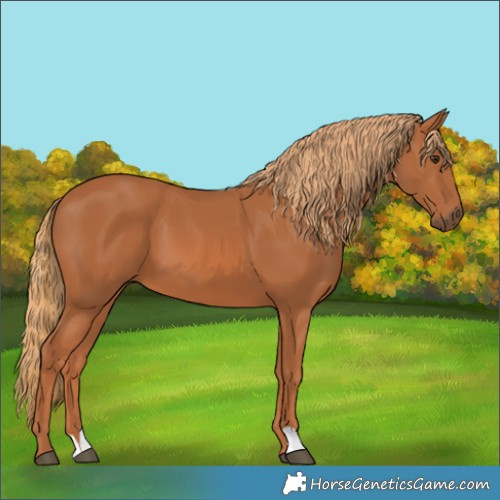 Horse Color:Chestnut 