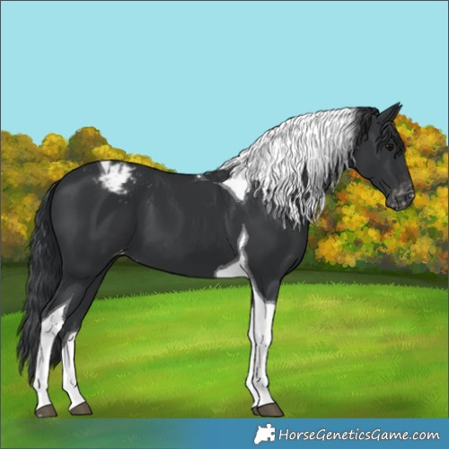 Horse Color:Black Tobiano Snowcap 