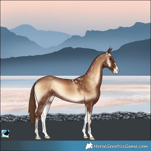Horse Color:Red Onyx Skewed LP Spotted Rabicano