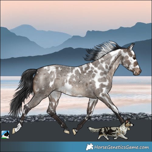 Horse Color:Brown Roan Dun Skewed LP Spotted Rabicano 