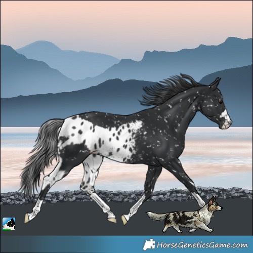Horse Color:Black Skewed LP Spotted Rabicano