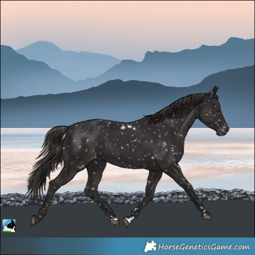 Horse Color:Liver Chestnut Skewed LP Spotted 