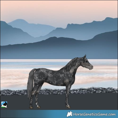 Horse Color:Black Merle Skewed Appaloosa 