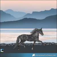 Horse Color:Black Merle Skewed Appaloosa 