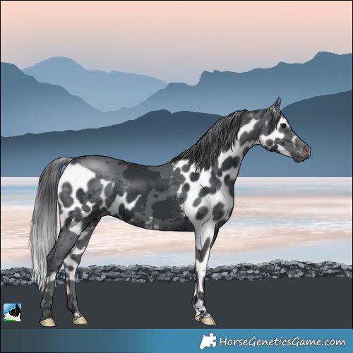 Horse Color:Black Merle Skewed LP Spotted Rabicano