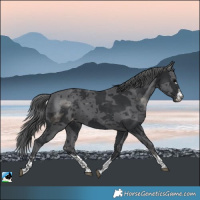 Horse Color:Black Merle Skewed LP Spotted Rabicano