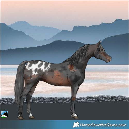 Horse Color:Brown Merle Skewed LP Spotted 