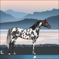 Horse Color:Brown Skewed Appaloosa Rabicano 