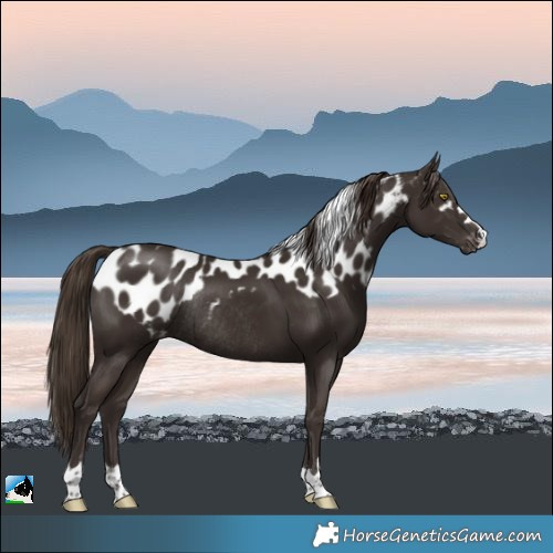 Horse Color:Liver Chestnut Skewed LP Spotted Rabicano 