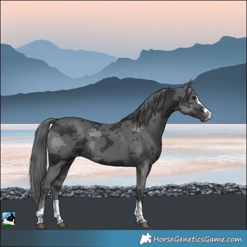 Horse Color:Black Merle Skewed Appaloosa 
