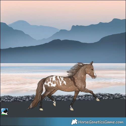 Horse Color:Liver Red Dun Splash Skewed LP Spotted 