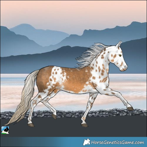 Horse Color:Chocolate Palomino Skewed LP Spotted