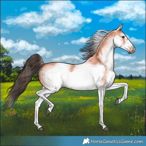 Horse Color:White Spotted Bay Sabino Frame 