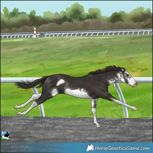 Horse Color:White Spotted Liver Chestnut Frame Rabicano 