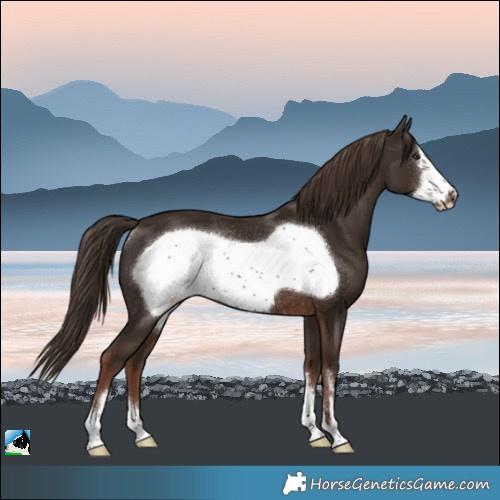Horse Color:Liver Chestnut Frame Rabicano 