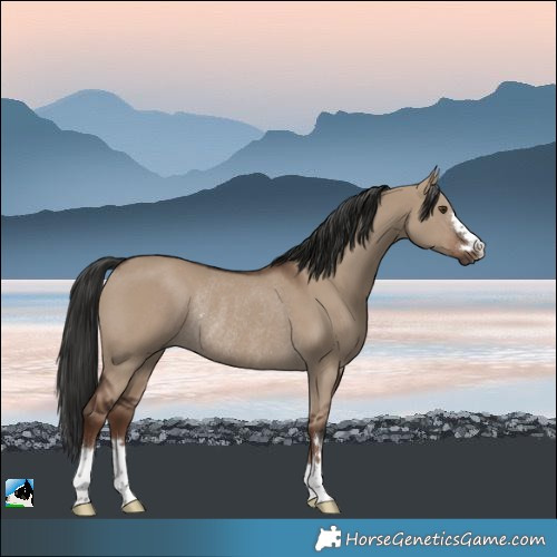 Horse Color:Liver Red Dun Rabicano 