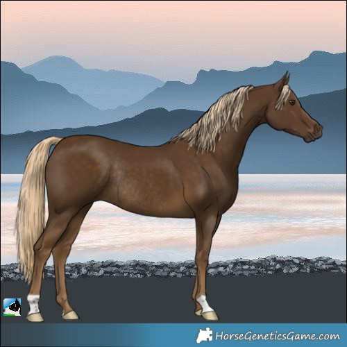 Horse Color:Chocolate Palomino Rabicano 