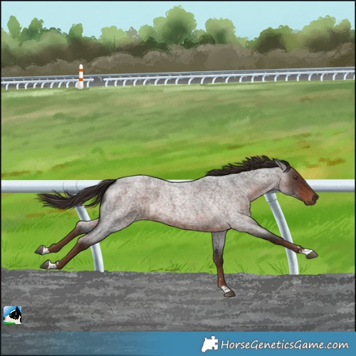 Horse Color:Liver Red Roan 