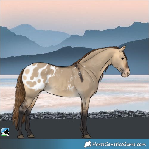 Horse Color:Buckskin Dun Blanket 