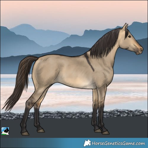 Horse Color:Buckskin Dun Rabicano 