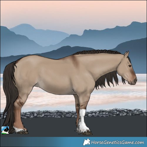 Horse Color:Liver Red Dun Tobiano 