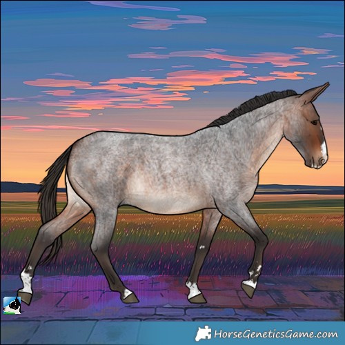 Horse Color:Bay Roan Splash Rabicano 