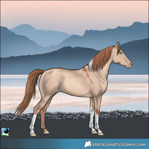 Horse Color:Gold Champagne Dun Tobiano 