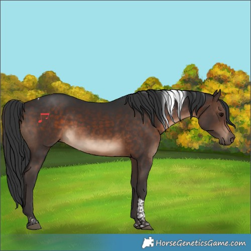 Horse Color:Brown Tobiano