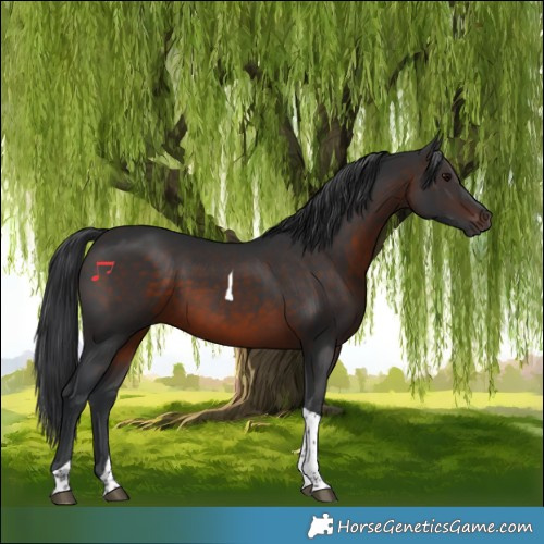Horse Color:Brown Tobiano 