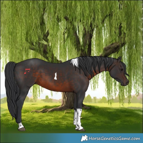 Horse Color:Brown Tobiano