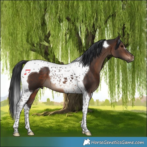Horse Color:Brown Tobiano