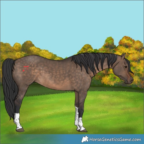 Horse Color:Brown Dun Sabino Tobiano