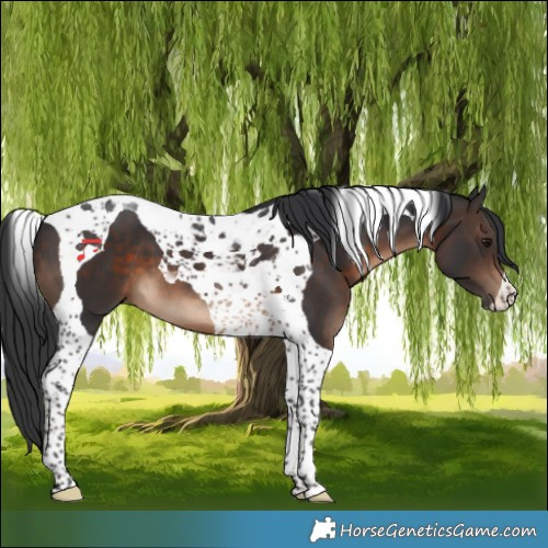 Horse Color:Brown Tobiano 