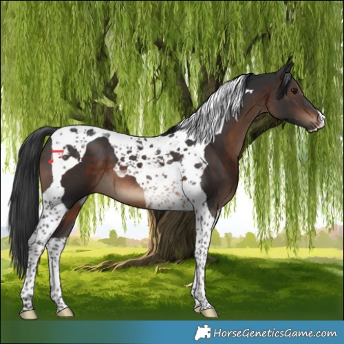 Horse Color:Brown Tobiano 