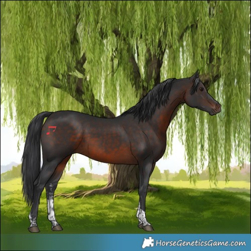 Horse Color:Brown Sabino Tobiano 