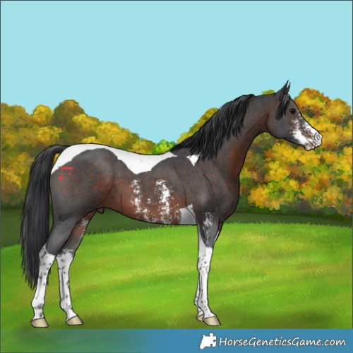 Horse Color:Brown Sabino Tobiano 