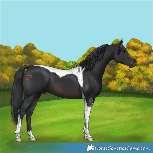 Horse Color:Brown Tobiano 