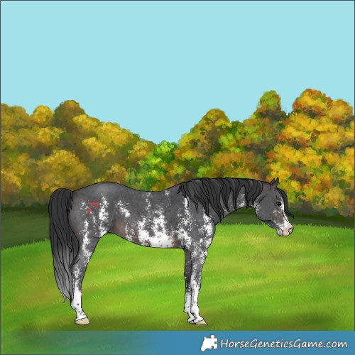 Horse Color:Brown Sabino
