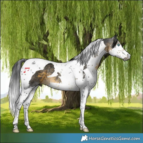 Horse Color:Gray Buckskin Splash Tobiano Rabicano