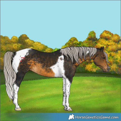 Horse Color:Gray Silver Buckskin Tobiano Varnish