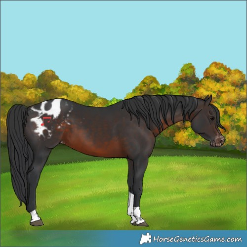 Horse Color:Brown Tobiano Varnish 