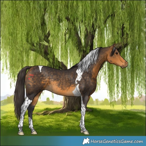 Horse Color:Buckskin Tobiano Rabicano 