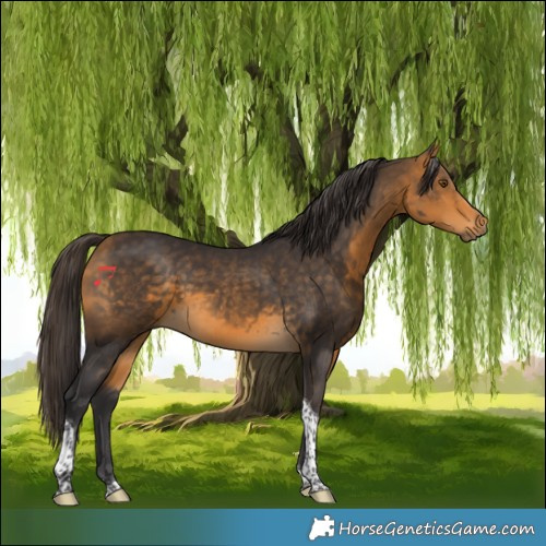 Horse Color:Buckskin Tobiano 