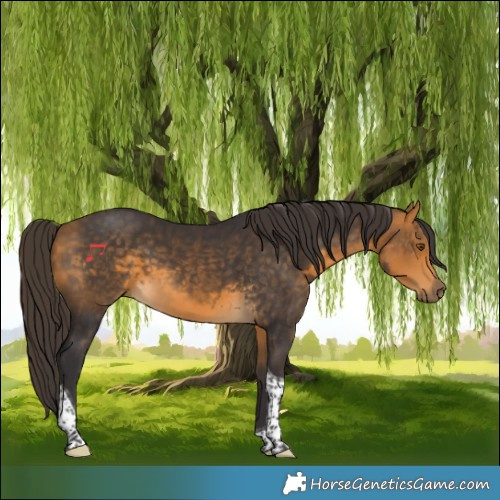 Horse Color:Buckskin Tobiano